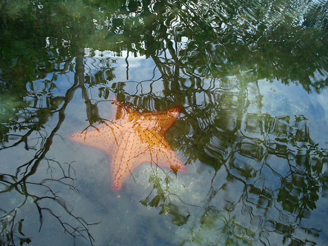 estrellas de mar en la cienaga